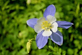 201+ Rocky Mountain Columbine Flower Seeds - £13.78 GBP