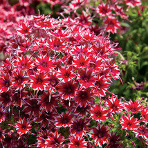 50 Bright Red White Phlox Seeds Flower Seed Flowers 96 Fresh USA Fast Shipping - £10.04 GBP