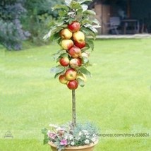 Red Sweet Bonsai Apple Tree Fruit Organic Seeds 10 Seeds Great Tasty Jui... - £6.31 GBP