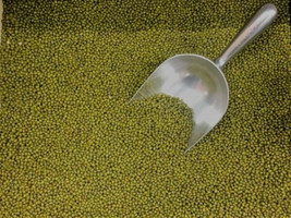 MUNG BEAN SEEDS 250+ Sprouting Micro Greens OR Plant Gardening - $11.56
