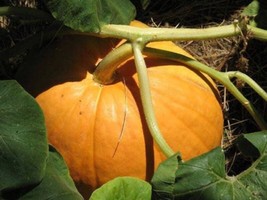 25 Seeds Big Max Pumpkin Cucurbita Maxima Vegetable  (Grow 100 - £7.56 GBP