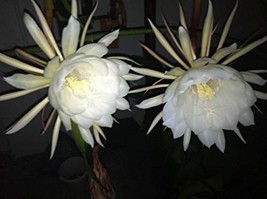 Night Blooming Cereus - Queen of the night - £55.15 GBP