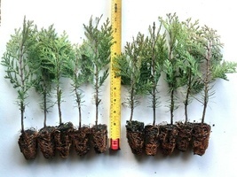 10 Incense Cedar Trees (Calocedrus decurrens) 8&quot; - 12&quot; Tall Potted Tree #SCN10 - £83.96 GBP