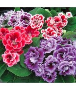 25 Pelleted Gloxinia Avanti Mix Seeds – Compact &amp; Early Blooming - $358.00 MXN