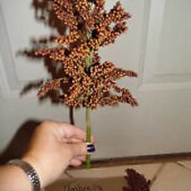 Umbrella Sorghum Seeds Make Your Own Syrup New Fresh US Shipping - $89.63 MXN