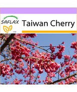 SAFLAX  - Taiwan Cherry - Cerasus - 10 seeds  - $4.55