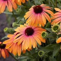 Fresh 50 Sherbert Coneflower Seeds Echinacea Flowers Bloom Flowers Seed 907 US S - £9.07 GBP