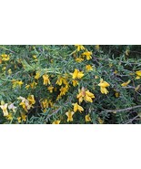 SEED- Siberian Pygmy Pea Shrub,  Dwarf Caragana, Rare Unique Spring Yell... - €5,08 EUR+