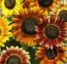 Mardi Gras Sunflower Seeds 30 Annual Flower Garden Bees Butterfly Fresh ... - $9.05