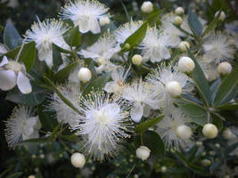 Greek Myrtle Seeds ~Myrtus communis~ Fragrant Flowers &amp; Leaves ~ Mediterranean E - £2.37 GBP