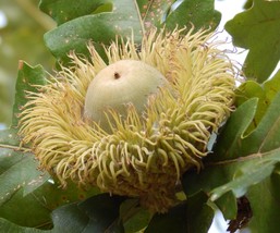 Bur Oak -  Quercus macrocarpa 2 year old, 6-10 inches - £14.94 GBP