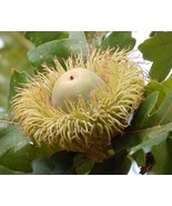 Bur Oak -  Quercus macrocarpa 2-3 year old, 18-24 inches - $34.19 CAD