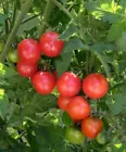 20 Organic Chadwick Cherry tomato seeds  Sweet Juicy USA  - £9.42 GBP