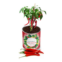 My Canned Garden Seedling Growing Kit Chili Pepper - £20.86 GBP