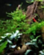 Aquarium Plants Vesicularia Dubyana Fern Shrimp 6x Java Moss Cup Freshwater Live - £67.94 GBP