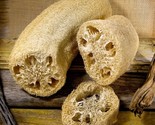 KKG Luffa Sponge Gourd Seeds 20 Vegetable Sponge Dishcloth Gourd Fl Grow... - $12.37