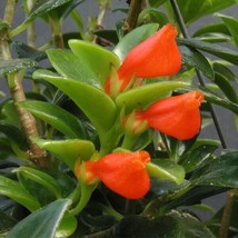 15 Seeds Goldfish Plant Christmas Holly Flowers Fast US Shipping - £7.54 GBP