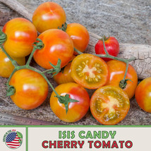 LWSTORE 10 Isis Candy Cherry Tomato Seeds Open Pollinated Nongmo Genuine USPS Sh - £7.07 GBP