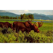 Vintage Chrome Grand Teton Postcard, Bull Moose and Calf Wildlife, National Park - £13.96 GBP