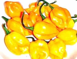 Habanero Yellow Caribbean Hot Pepper Seeds Non-Gmo Heirloom USA Seller Garden Fr - £7.10 GBP