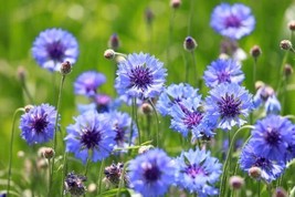 AW 250 Dwarf Blue Bachelor Buttton Cornflower Seeds Sale Non Gmo Heirloo... - $8.80