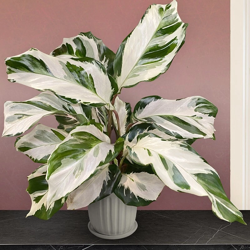 15+ Seeds Calathea Stella house plant  garden flowers - $6.94