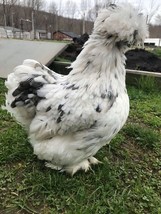Bantam Silkie satin Hatching Eggs ~ COLORS~ Frizzle Possible!! 6 Eggs - £22.66 GBP
