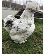 Bantam Silkie satin Hatching Eggs ~ COLORS~ Frizzle Possible!! 6 Eggs - £22.71 GBP