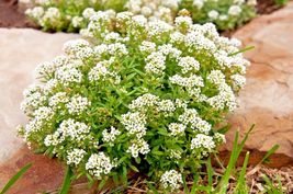 1501 Tall Sweet Alyssum Flower Seeds Easy Groundcover Drought Heat Container - £9.55 GBP