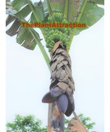 VCS Mbalbisiana Gigantea 10 Seeds Bhimkol Wild Cultivar India Banana Fru... - $21.66 CAD
