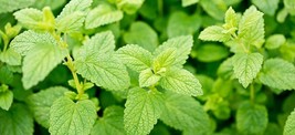 3 (6) LIVE 5 - 9&quot; Seedlings Lemon Balm Herb Heirloom REPELS MOSQUITOS Me... - $14.99