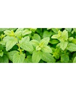 3 (6) LIVE 5 - 9&quot; Seedlings Lemon Balm Herb Heirloom REPELS MOSQUITOS Me... - $20.50 CAD