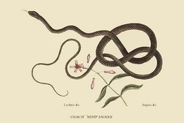 Coach Whip Snake by Mark Catesby #2 - Art Print - £17.62 GBP+