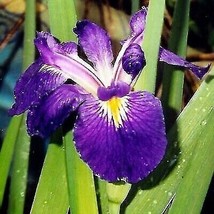Best Louisiana Purple Iris / Live Plant - £21.17 GBP