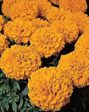 Marigold Discovery Orange 250 seeds - £25.50 GBP