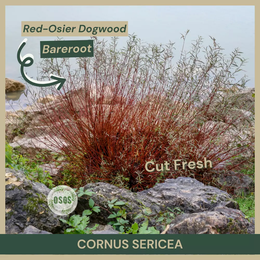 12&quot;&quot; Cornus sericea Red-Osier Dogwood Cut Fresh Cuttings Lot of 5 - $23.98