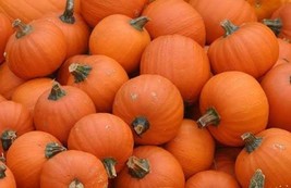 12 Sugar Pie Pumpkin Seeds Vw91044 Garden - £10.99 GBP