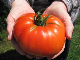 Goliath Tomato Seeds Bulk 300 Count Pkt 1 Pounders Bright Red Fresh Garden - £15.02 GBP