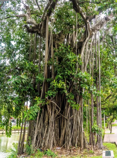 50 Banyan Fig Tree East Indian Ficus Benghalensis Aerial Root Houseplant Seeds F - £7.90 GBP