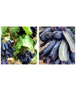 50 Seeds Sweet Sapphire Grapes/Moondrops Garden - £27.48 GBP