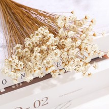 Natural Dry Flowers Brazilian Small Star Daisy Dried White Decorative Mini Chamo - £22.84 GBP