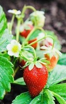 BPA 200 Seeds Everbearing Strawberry Fruit Seeds Nongmo Fresh Harvest Usa From U - £7.07 GBP