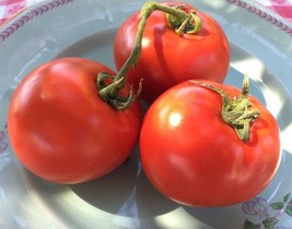 Homestead Tomato, 50 Seeds, Heirloom, NON-GMO, Free Shipping - £1.38 GBP