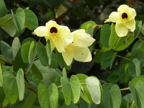 Bauhinia Tomentosa 15 Seeds Yellow Bell Small Orchid Tree Shrub St. Thomas Garde - £9.10 GBP