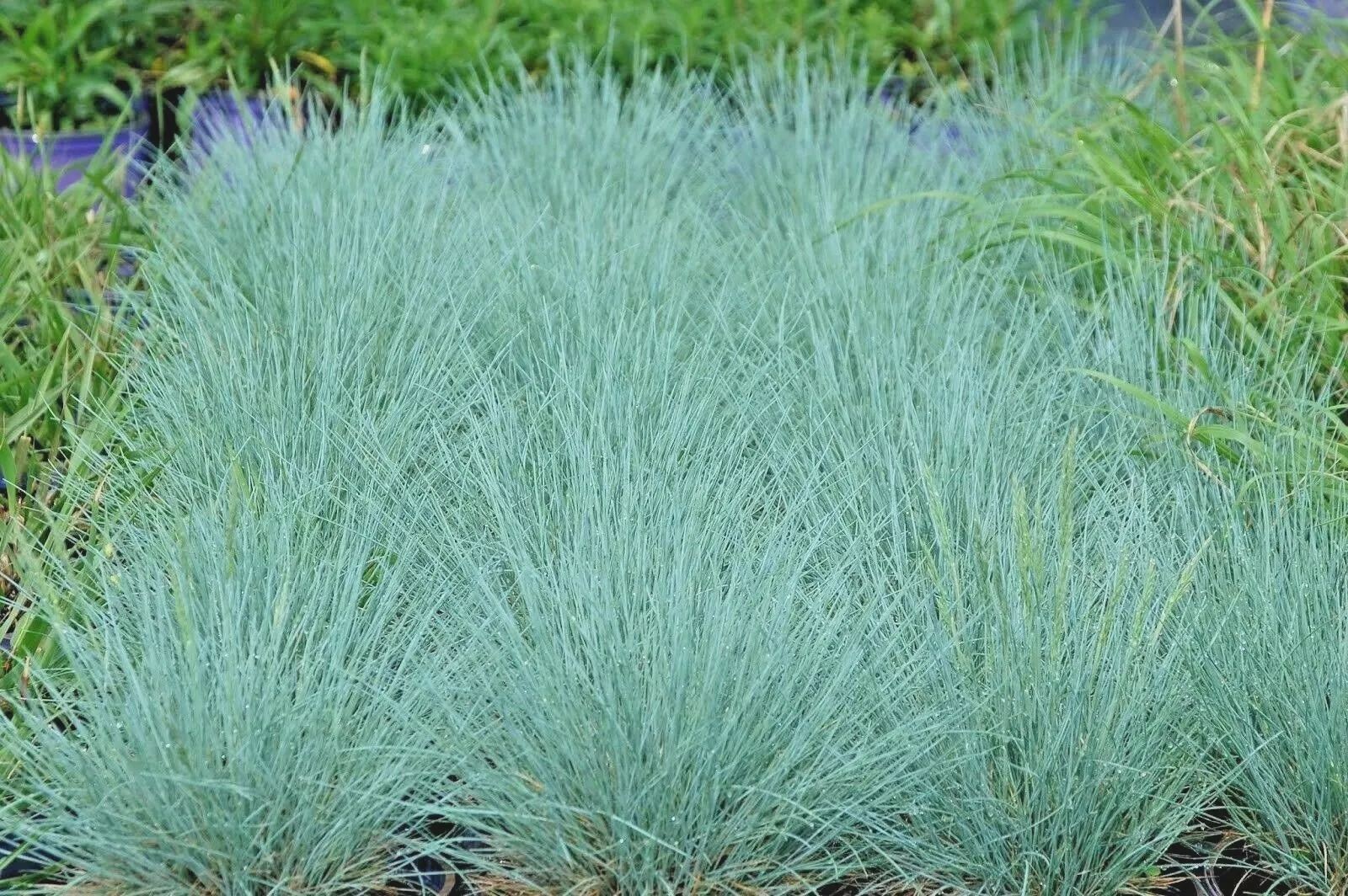 1 Oz Blue Fescue Ornamental Grass Seed Clumping Drought Heat Low Mainten... - £14.56 GBP