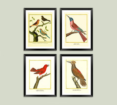 Vintage Oiseau Imprimés : Victorien Ornithology Illustrations - £4.48 GBP+