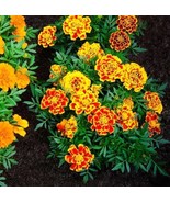 Jumbo Marigold Crackerjack Mixed Flower Seeds - Organic &amp; Non Gmo Flower... - £1.79 GBP