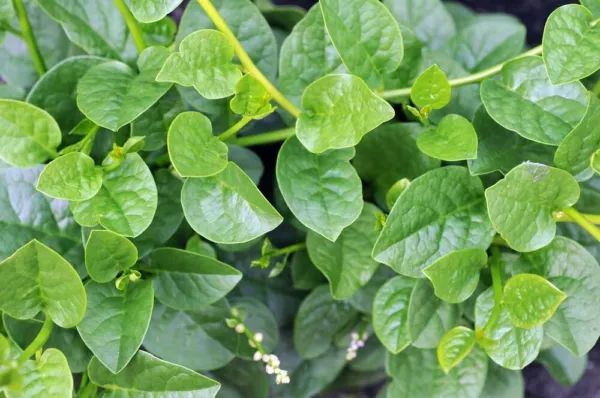 100+ Malabar Spinach Seeds For Planting Ceylon Spinach Rau Mong Toi Green Stem G - £17.14 GBP