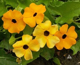 FA Store 25 Seeds Black Eyed Susan Vine Mixed Colors Tender Perennial Pollinator - £8.05 GBP