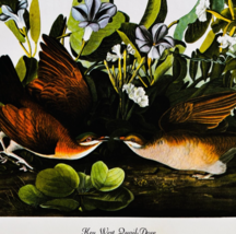 1979 Key West Quail Dove Color Plate Print Audubon Birds Of America Art ... - $42.01 CAD